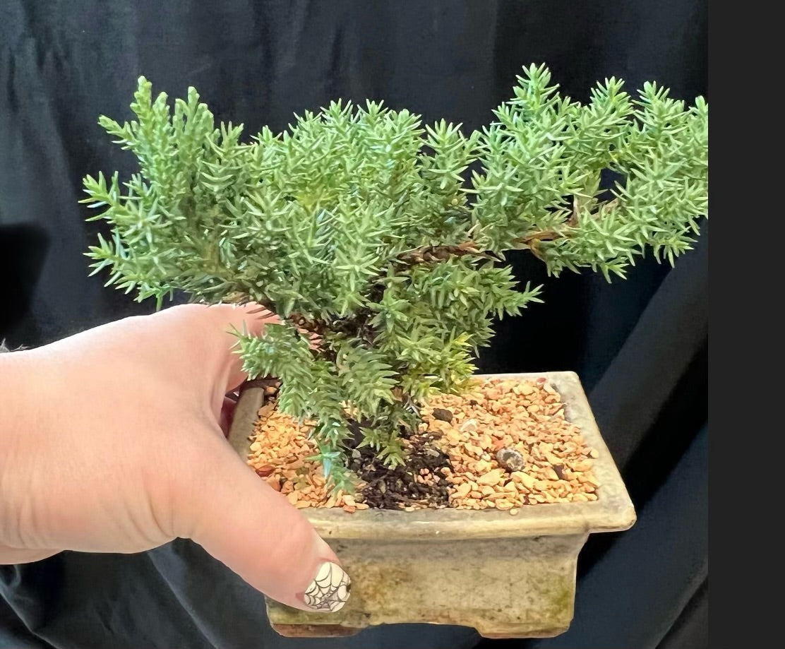 Bonsai Plant Class - April 8th