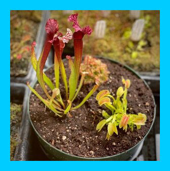 Build your own Carnivorous plant bog